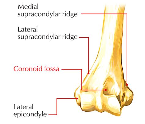 Coronoid Fossa – Earth's Lab