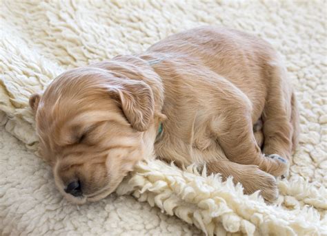 sleeping puppy | The pups are a week older now. Their eyes a… | Flickr