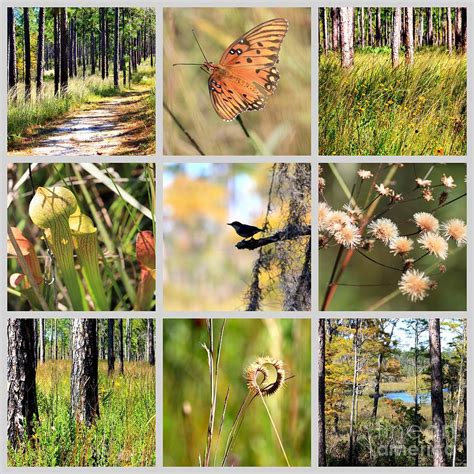 Mississippi Nature Collage Photograph by Carol Groenen