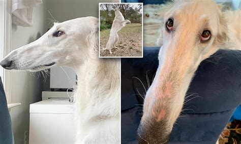 Long nose dog wants to save this community : r/Natureiscursed