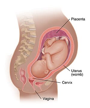 Understanding Placenta Previa | Saint Luke's Health System