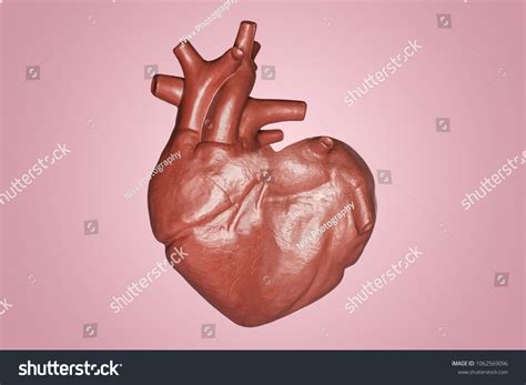 Human Heart Heart Shape Part Anatomy Foto de stock 1062569096 | Shutterstock