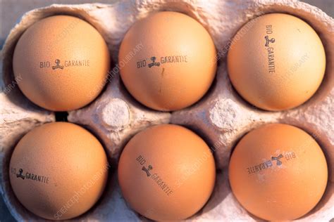 Six eggs - Stock Image - C037/6668 - Science Photo Library