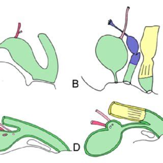 Development of the cloaca. (A) Cloaca of a human embryo around fifth... | Download Scientific ...