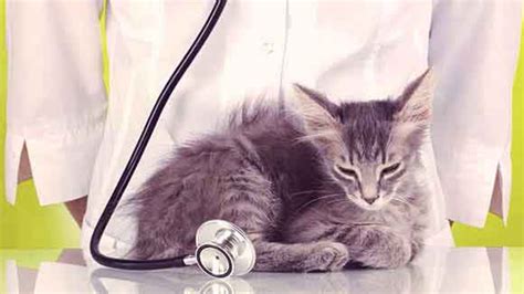 Cat Heart Murmur Treatment Options | PetCareRx