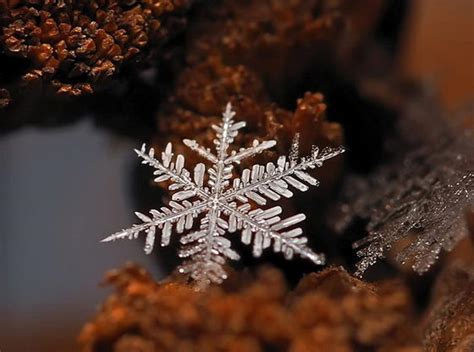 Incredible Snowflake Macro Photography BY Andrew Osokin - Design Swan