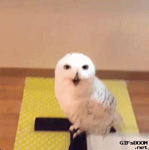 Nunca había visto a una lechuza partirse de risa de esta manera Funny Owls, Cute Funny Animals ...