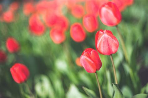 Download Red Tulips Royalty Free Stock Photo and Image