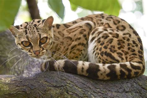 Margay Facts - CRITTERFACTS