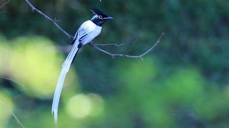 Indian paradise flycatcher | Sighting at Yala