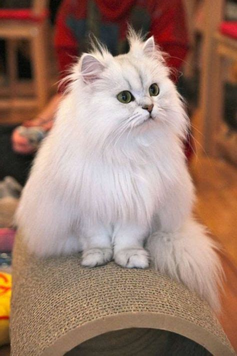 54 Angora cat ideas | angora cats, cats, beautiful cats