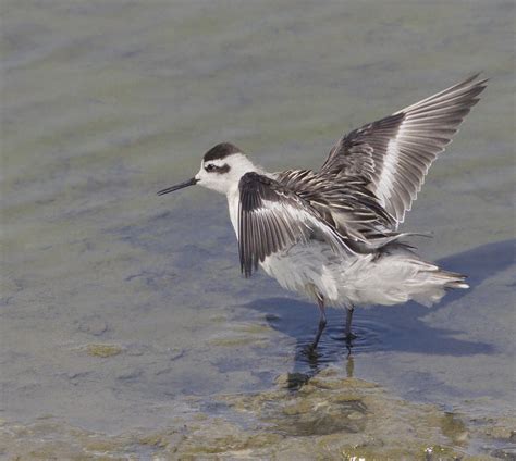 Red-necked Phalarope | San Diego Bird Spot