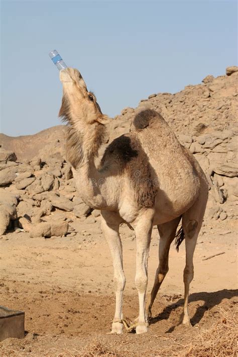 The Camel Drinks Water Picture. Image: 4744133