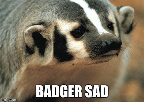 Sad badger - Imgflip