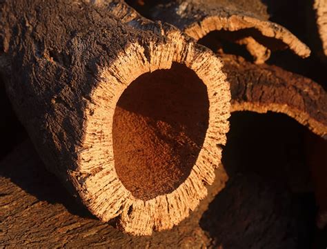 Cork Oak Tree Guide: How to Grow & Care for "Quercus Suber"