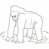 Silverback Gorilla Coloring Page For Kids  Free Printable sketch template