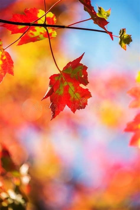 Incredibly Beautiful Bright Leaves of Autumn Maple in a Sunny Autumn Park. Stock Image - Image ...