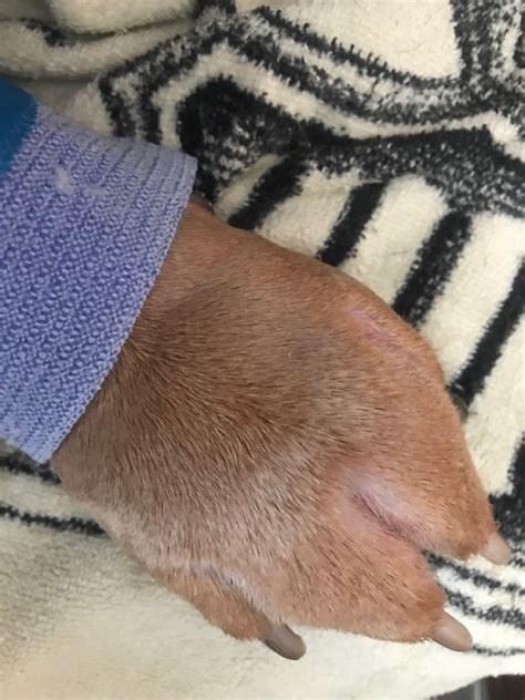 Dog paw swollen