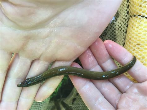 'It was unusual,' fisherman says after catching a lamprey