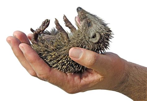 Pet desert hedgehog stock photo. Image of male, fauna - 94353464