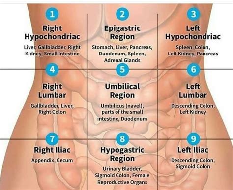 Medicholics on Instagram: “#abdomen” | Medical knowledge, Basic anatomy and physiology, Medical ...
