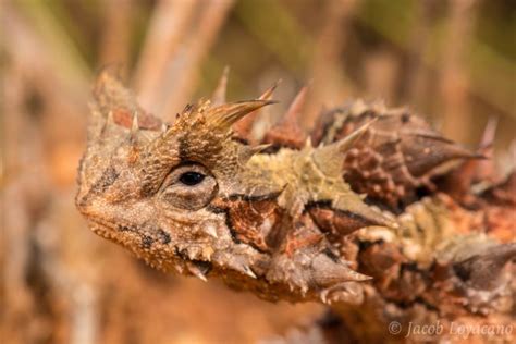 Top 10 Thorny Devil Facts - A Very Spiky Lizard From Australia