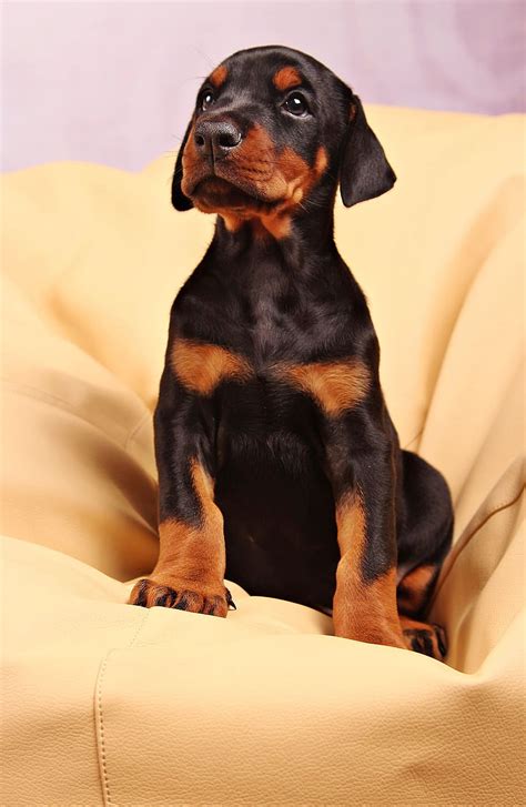 Doberman Dog Puppies