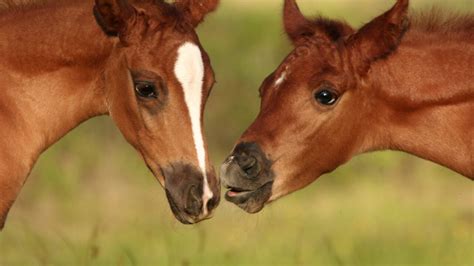 5 Steps to Foal Care & Maintenance: TEVC