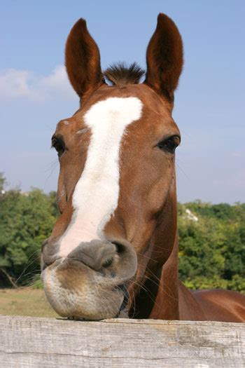 Horse Cribbing and Dentistry - Horseman's News