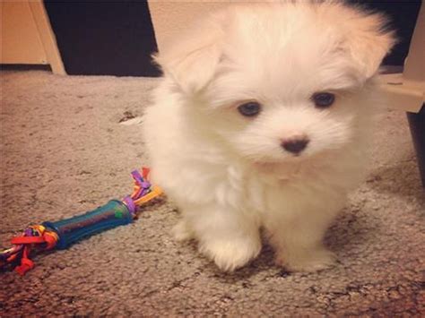 Maltipom Designer Breed | Full Description | Premier Pups