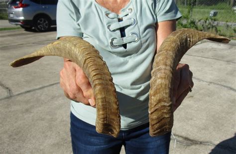 15-1/4 inches Pair of Merino Sheep Horns for Sale, Ram Horns