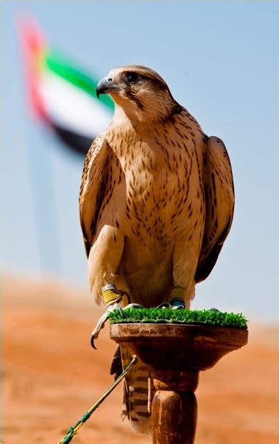 Uae Flag With Falcon