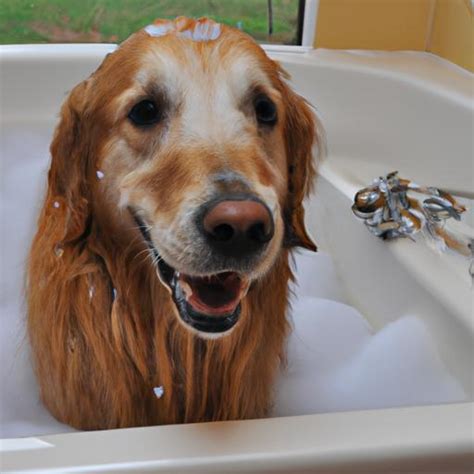 Golden Retriever Grooming: Tips and Tricks for a Healthy and Happy Pup