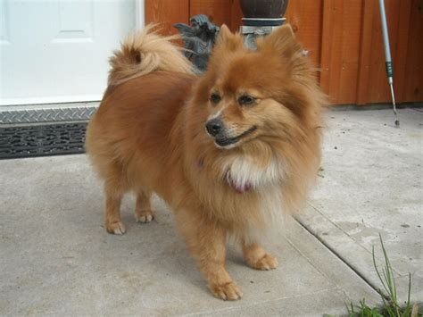 45+ Chihuahua Sheltie Mix Picture - Codepromos