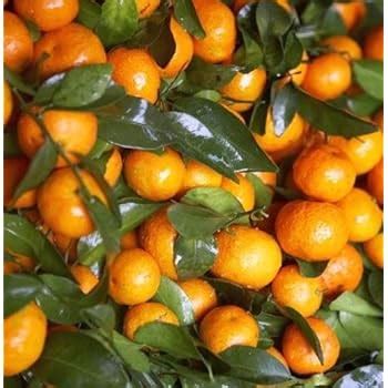 Amazon.com : Mandarin Orange Dwarf Seeds Indoors Outdoors Fruit Tree ...