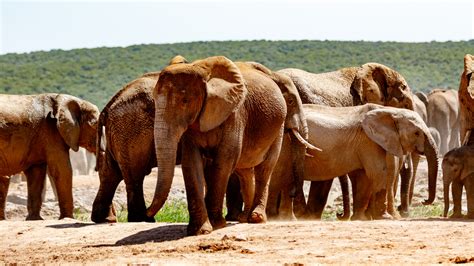 Best Places to See Elephants in Africa: Elephant Safaris 2020