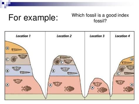 Fossils and rock layers