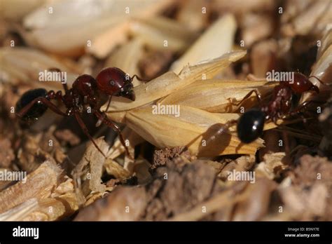 Group of ants hi-res stock photography and images - Alamy