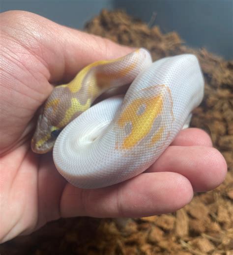 Smiley Face Banana Pied Ball Python by Combat Creations - MorphMarket