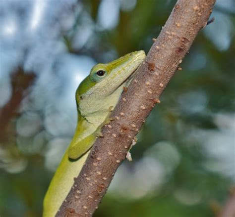 Free Images : leaf, flower, food, herb, produce, vegetable, lizard, camouflage, shrub, flowering ...