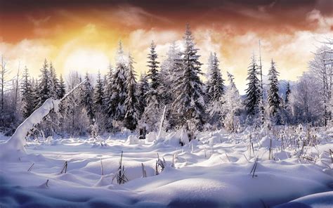 2903 Winter HD Wallpapers | Background Images - Wallpaper Abyss