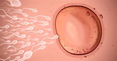 Sperm And Egg Fertilization Process