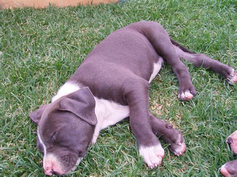 Blue American Staffy Puppies - Orange - Dogs for sale, puppies for sale, Orange - 1593132