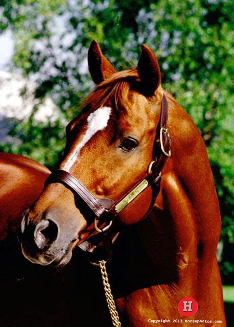 Affirmed: Rare Talent, Rare Competition | Horses, Thoroughbred horse racing, Thoroughbred horse