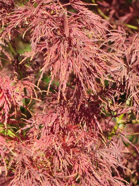 Acer palmatum 'Seiryu' - Boething Treeland Farms