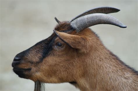 Free Images : farm, animal, wildlife, zoo, horn, mammal, fauna, close up, goats, vertebrate ...