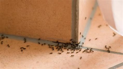 How to get rid of ants in your house