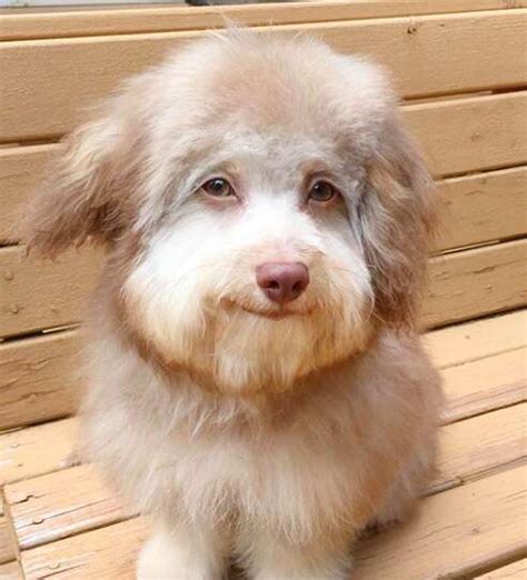 Dog Has A Unique Face That Resembles A Human - The Dodo