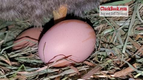 Egg Bloom Drying on Fresh-Laid Brown Egg - YouTube