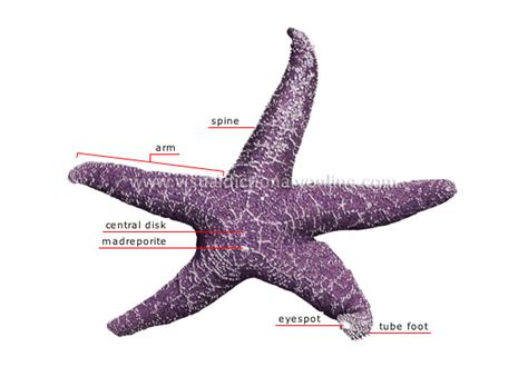 External Anatomy Of Starfish - Anatomy Reading Source